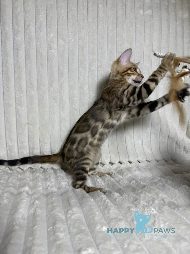 Laila Bengal female black spotted tabby live animals