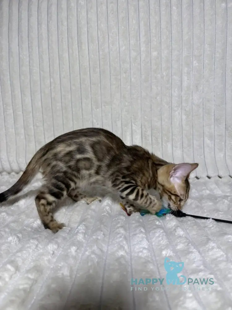 Laila Bengal female black spotted tabby live animals