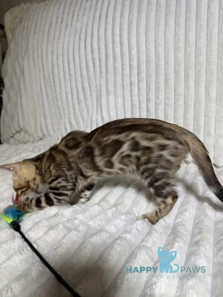 Laila Bengal female black spotted tabby live animals
