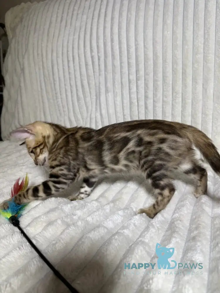 Laila Bengal female black spotted tabby live animals
