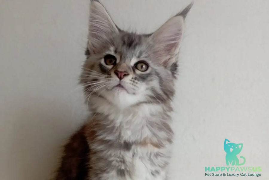 Laima Maine Coon female black tortie silver spotted tabby - live animals