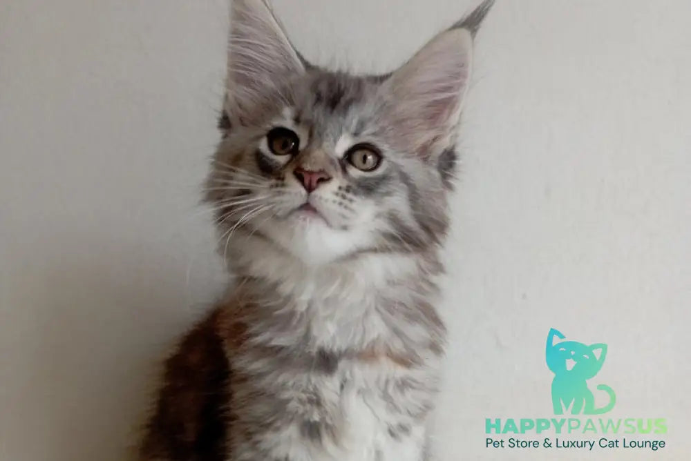 Laima Maine Coon female black tortie silver spotted tabby - live animals