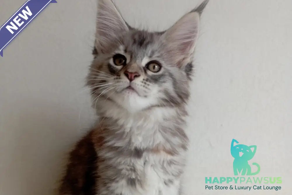 Laima Maine Coon female black tortie silver spotted tabby - live animals