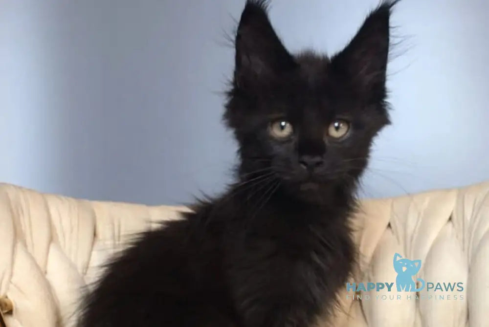 Laki Maine Coon male black live animals