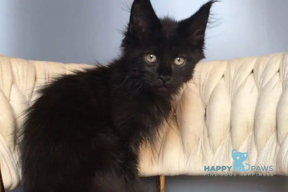 Laki Maine Coon male black live animals
