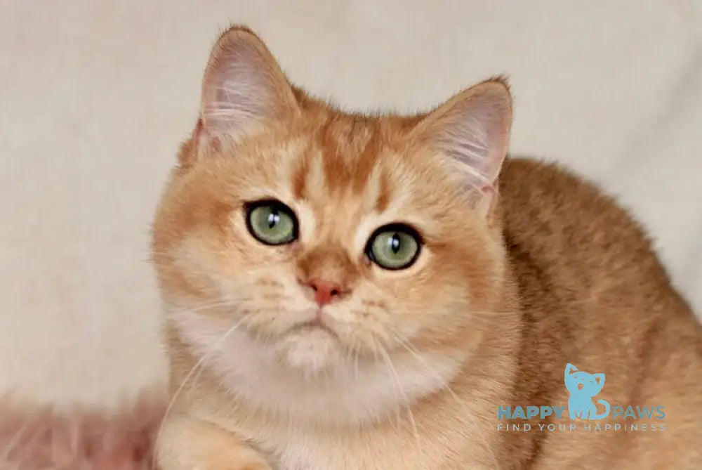 Laky British Shorthair male black golden chinchilla live animals