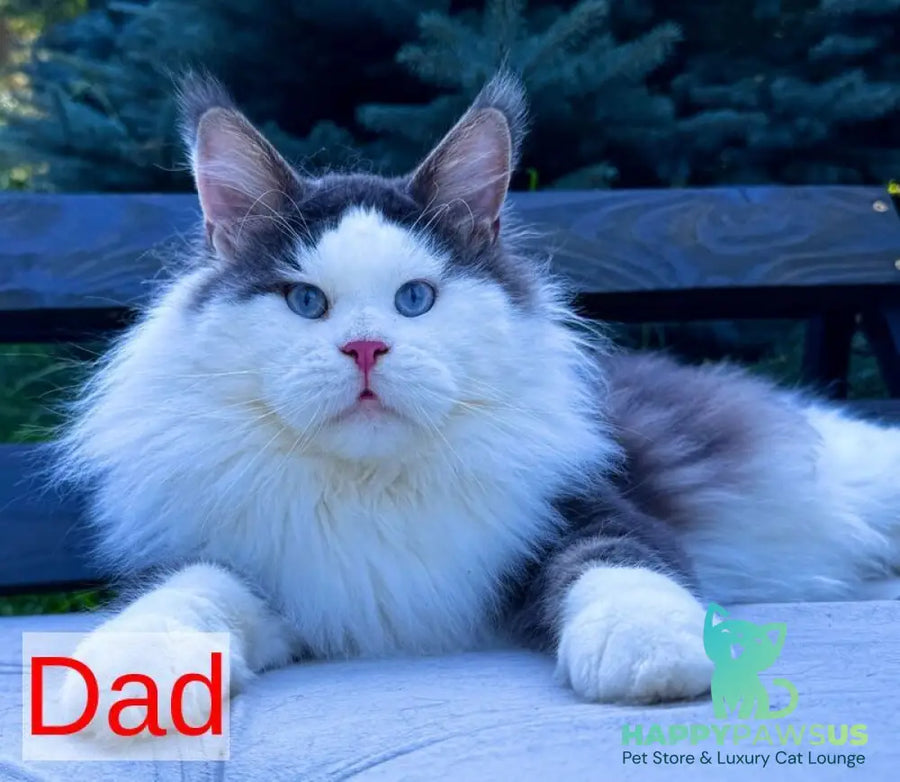 Laky Strike Maine Coon male red bicolour tabby - live animals