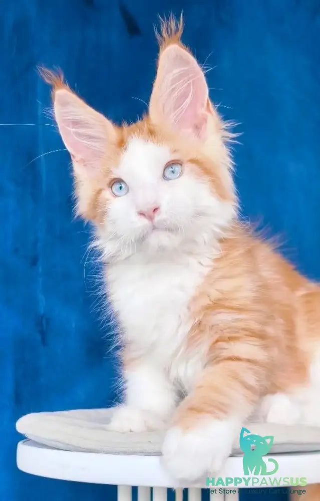 Laky Strike Maine Coon male red bicolour tabby - live animals
