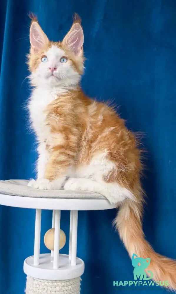 Laky Strike Maine Coon male red bicolour tabby - live animals