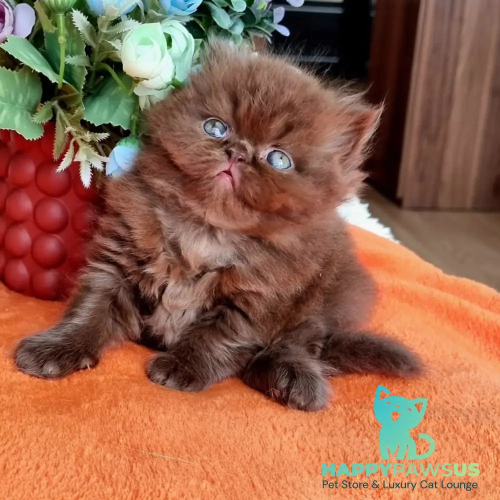 Lalli British Longhair female chocolate - live animals