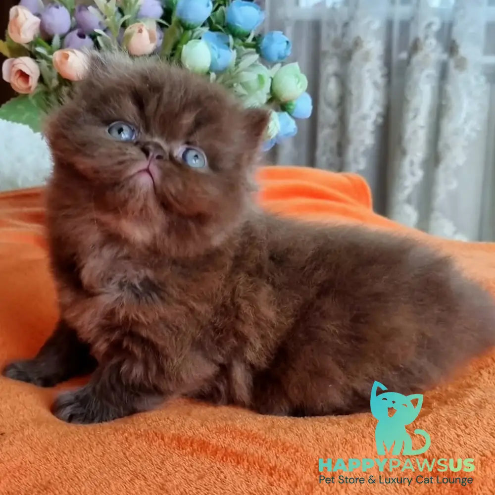 Lalli British Longhair female chocolate - live animals