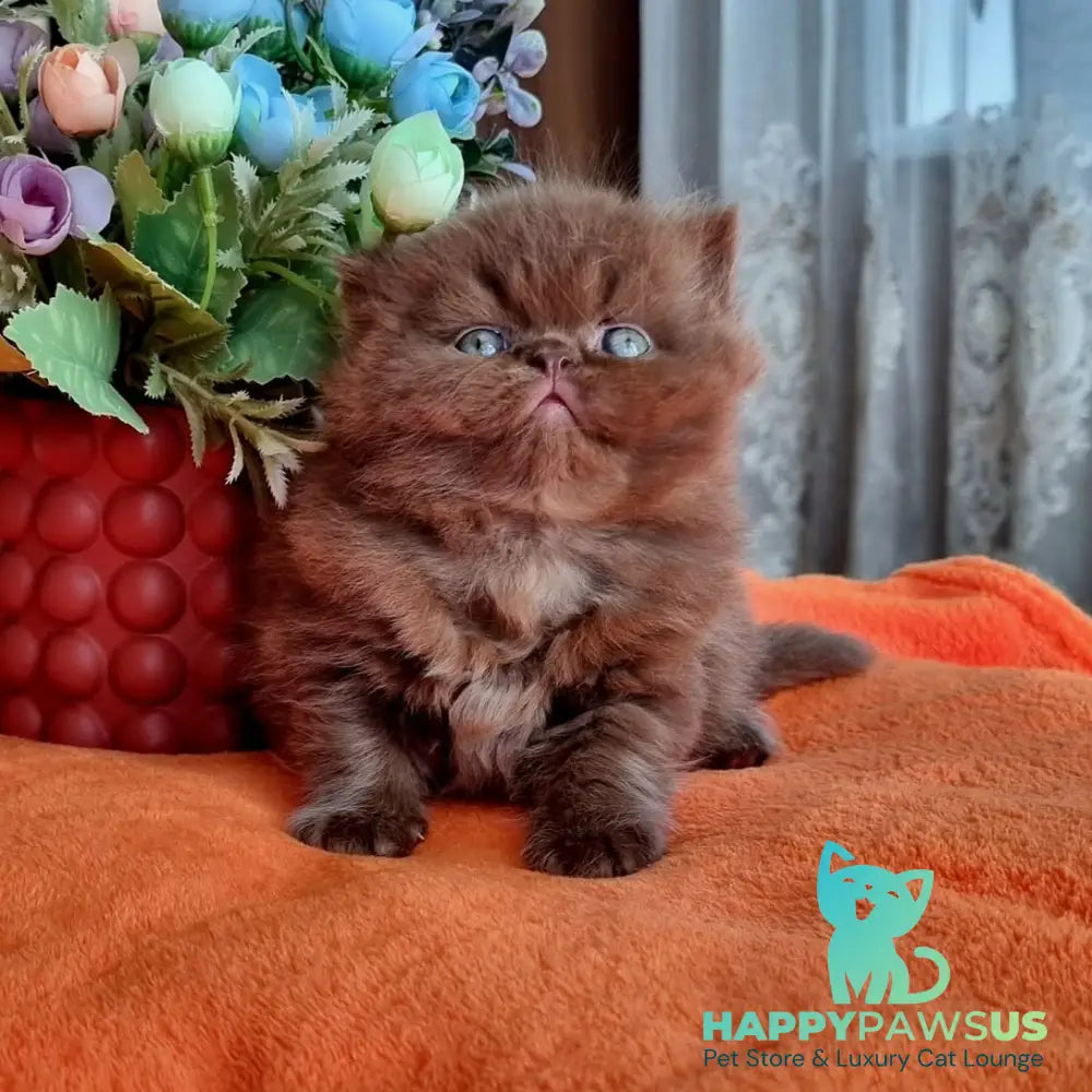 Lalli British Longhair female chocolate - live animals