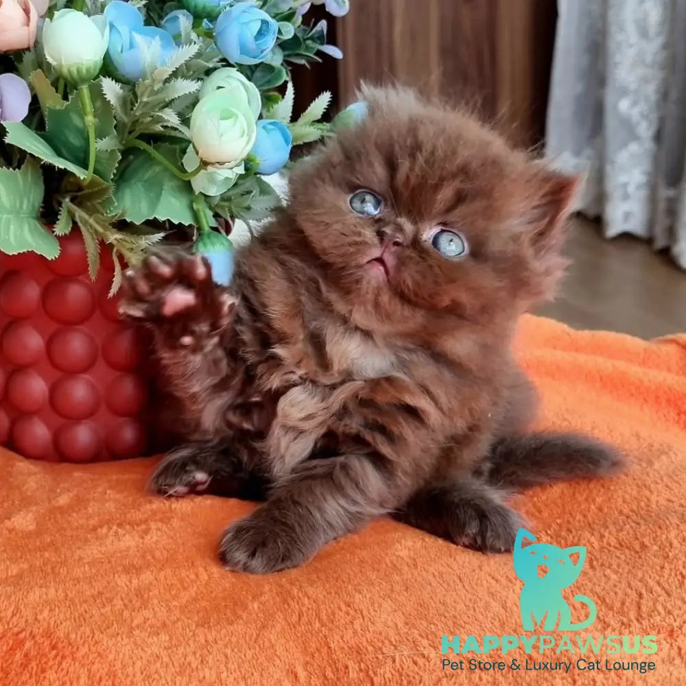 Lalli British Longhair female chocolate - live animals