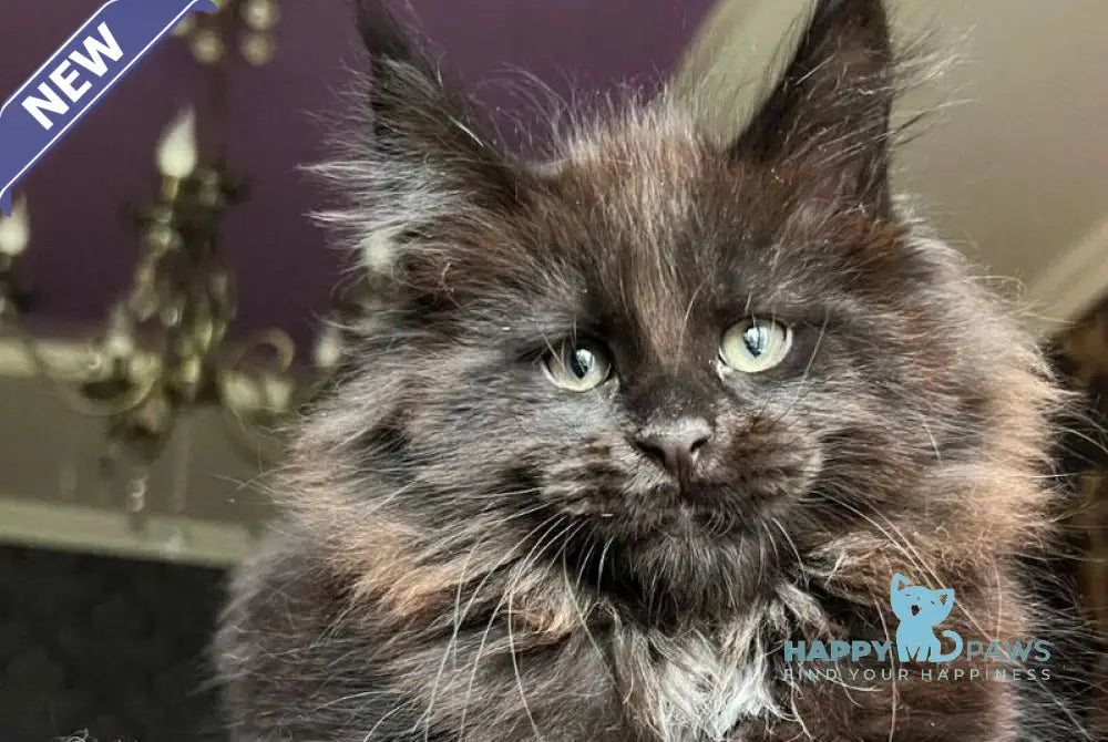 Lamber Maine Coon male black with white - live animals