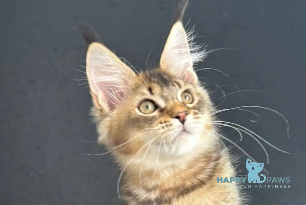 Lamia Maine Coon female black silver spotted tabby live animals