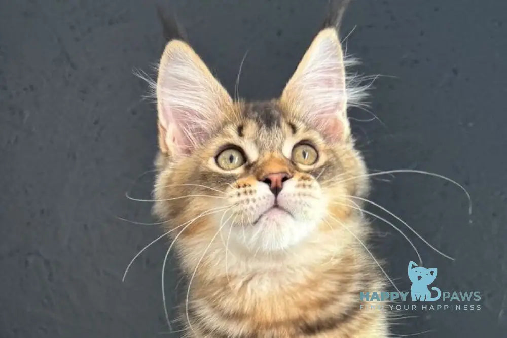 Lamia Maine Coon female black silver spotted tabby live animals