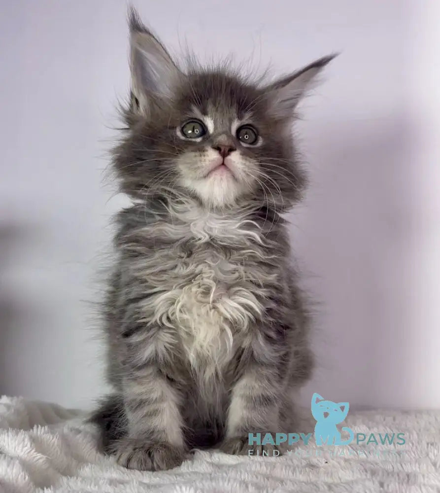 Lamia Maine Coon female blue tabby live animals