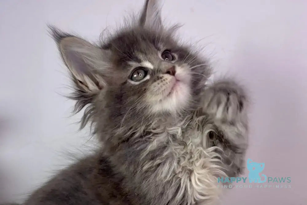 Lamia Maine Coon female blue tabby live animals