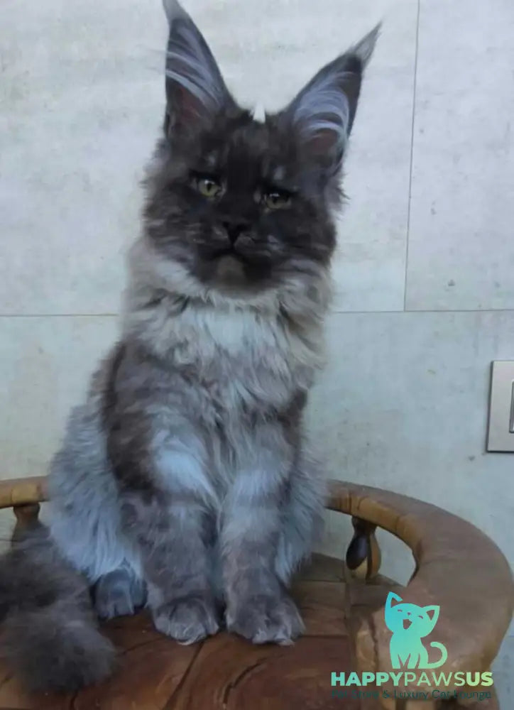Lamira Maine Coon female black silver - live animals