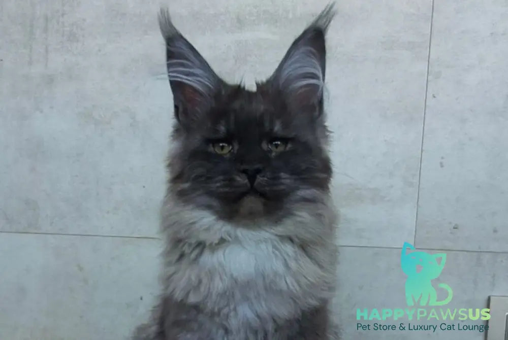 Lamira Maine Coon female black silver - live animals