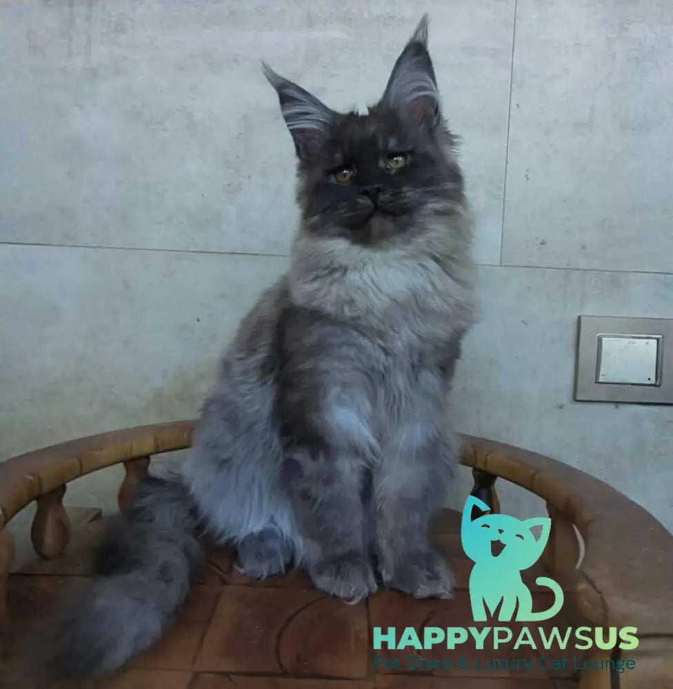 Lamira Maine Coon female black silver - live animals