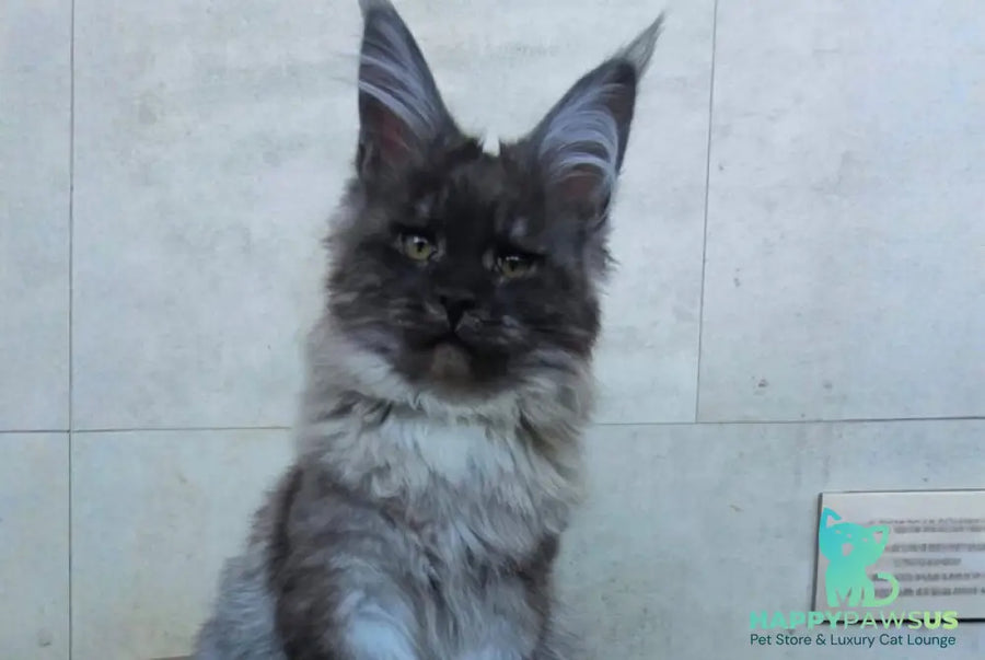 Lamira Maine Coon female black silver - live animals