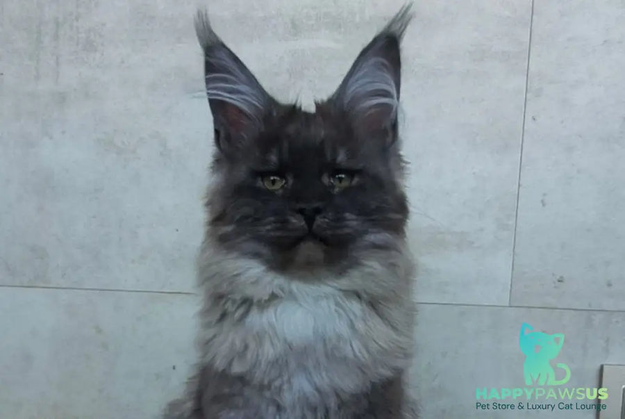 Lamira Maine Coon female black silver - live animals