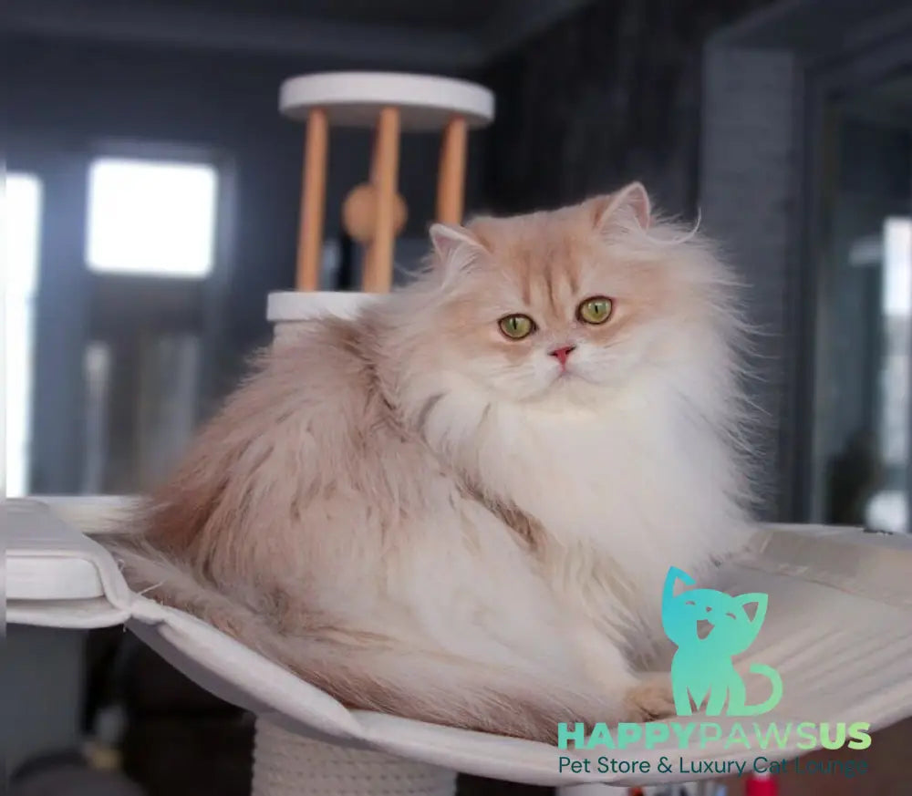 Lana British Longhair female lilac golden shaded live animals