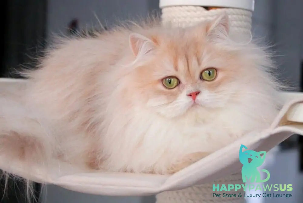 Lana British Longhair female lilac golden shaded live animals