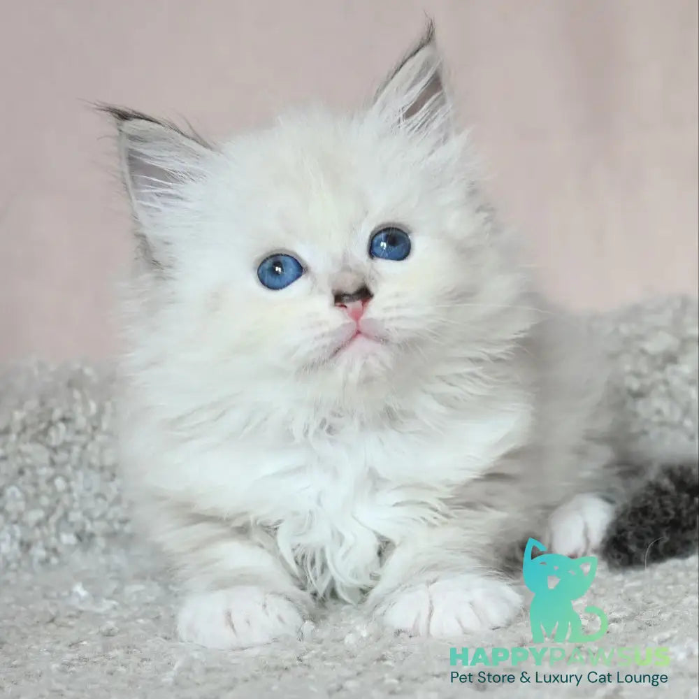 Lana Siberian female black tabby pointed with white - live animals