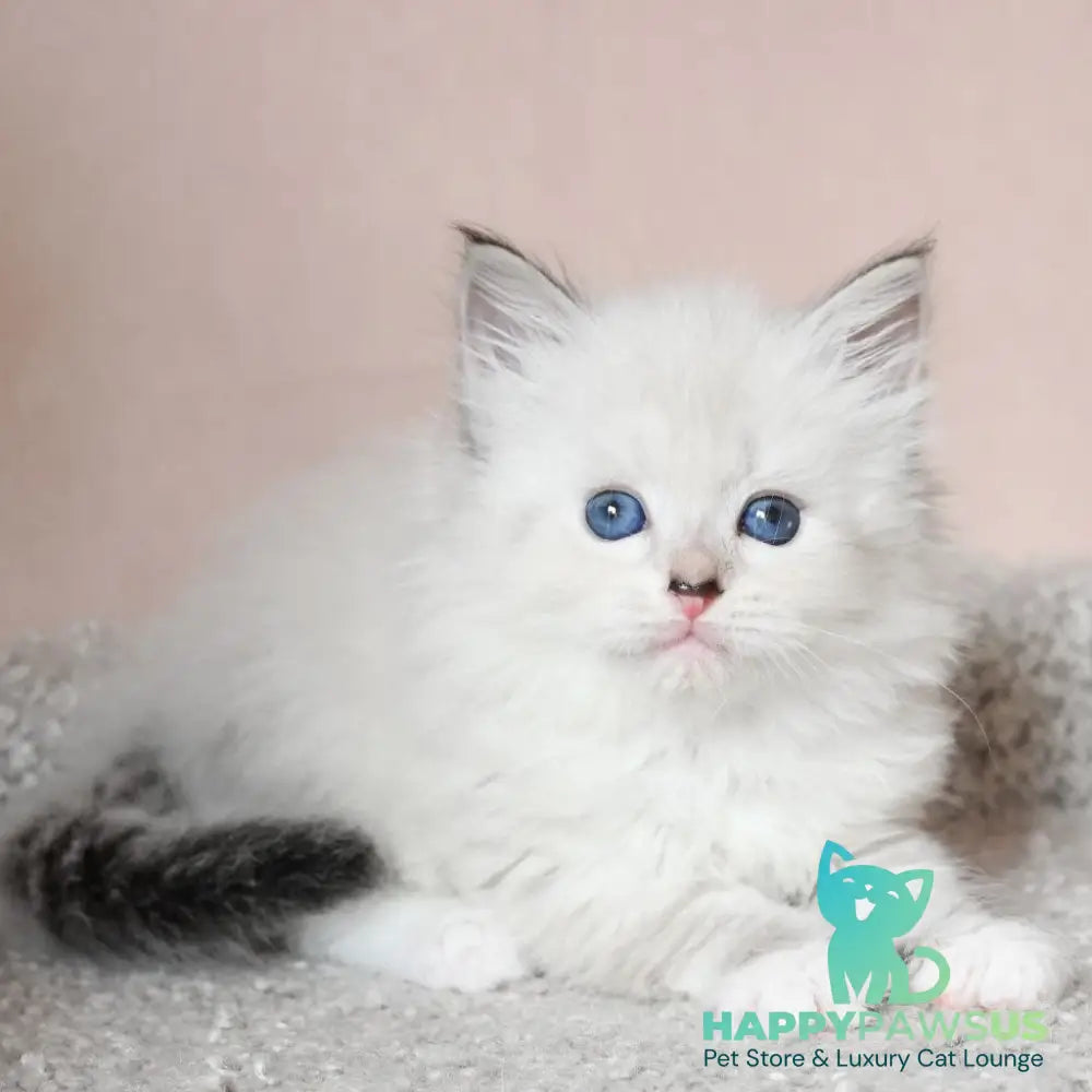 Lana Siberian female black tabby pointed with white - live animals
