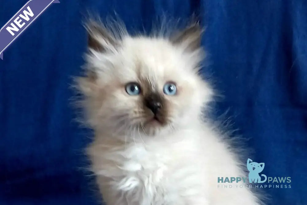 Langeron Siberian male black pointed live animals