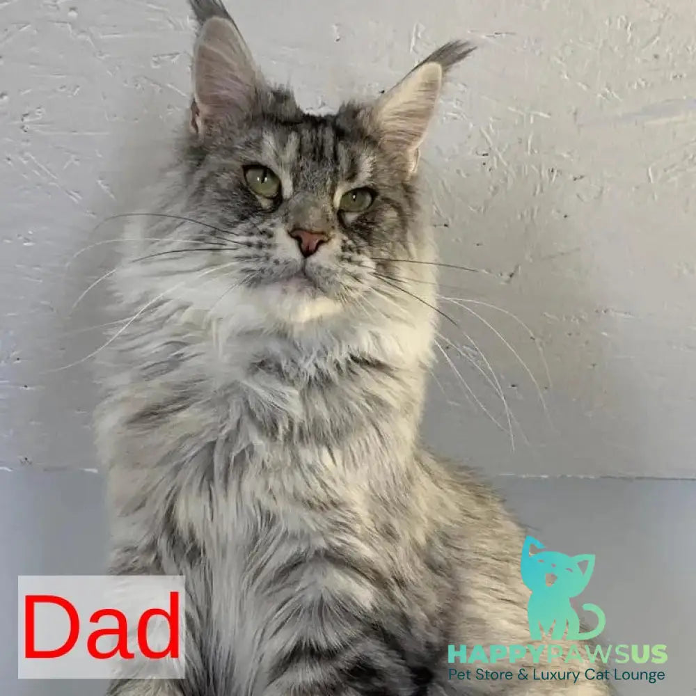 Lans Maine Coon male black silver tabby - live animals