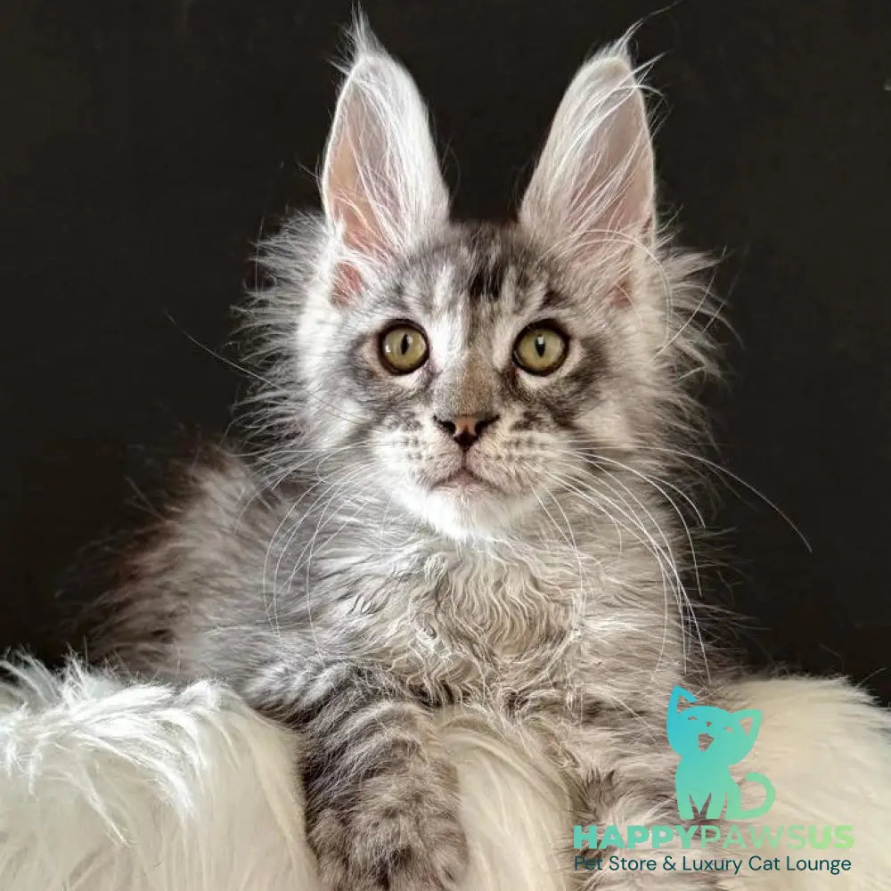 Lans Maine Coon male black silver tabby - live animals