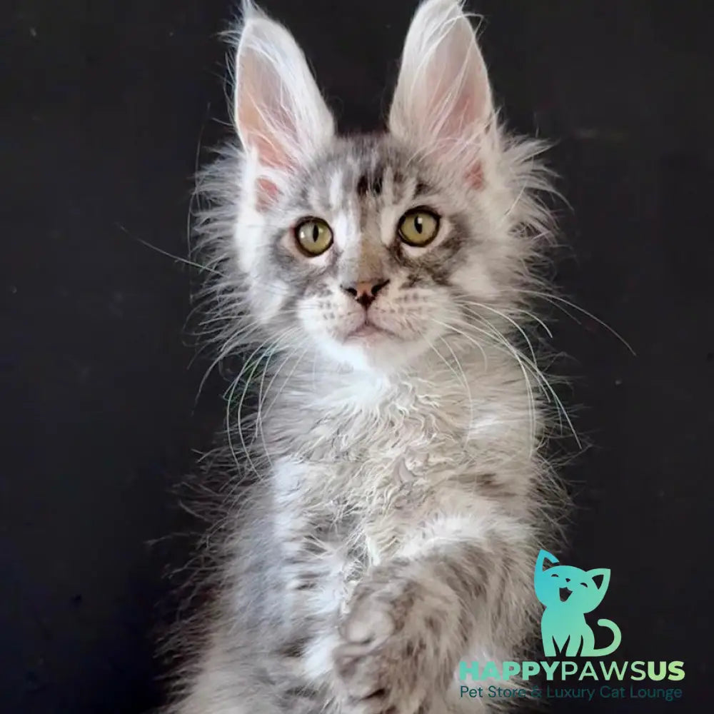 Lans Maine Coon male black silver tabby - live animals