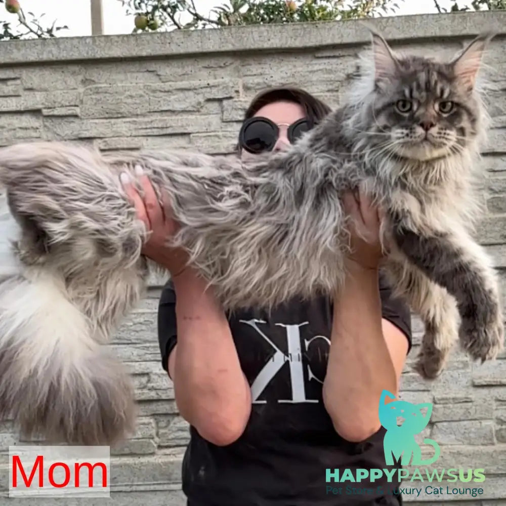 Lans Maine Coon male black silver tabby - live animals