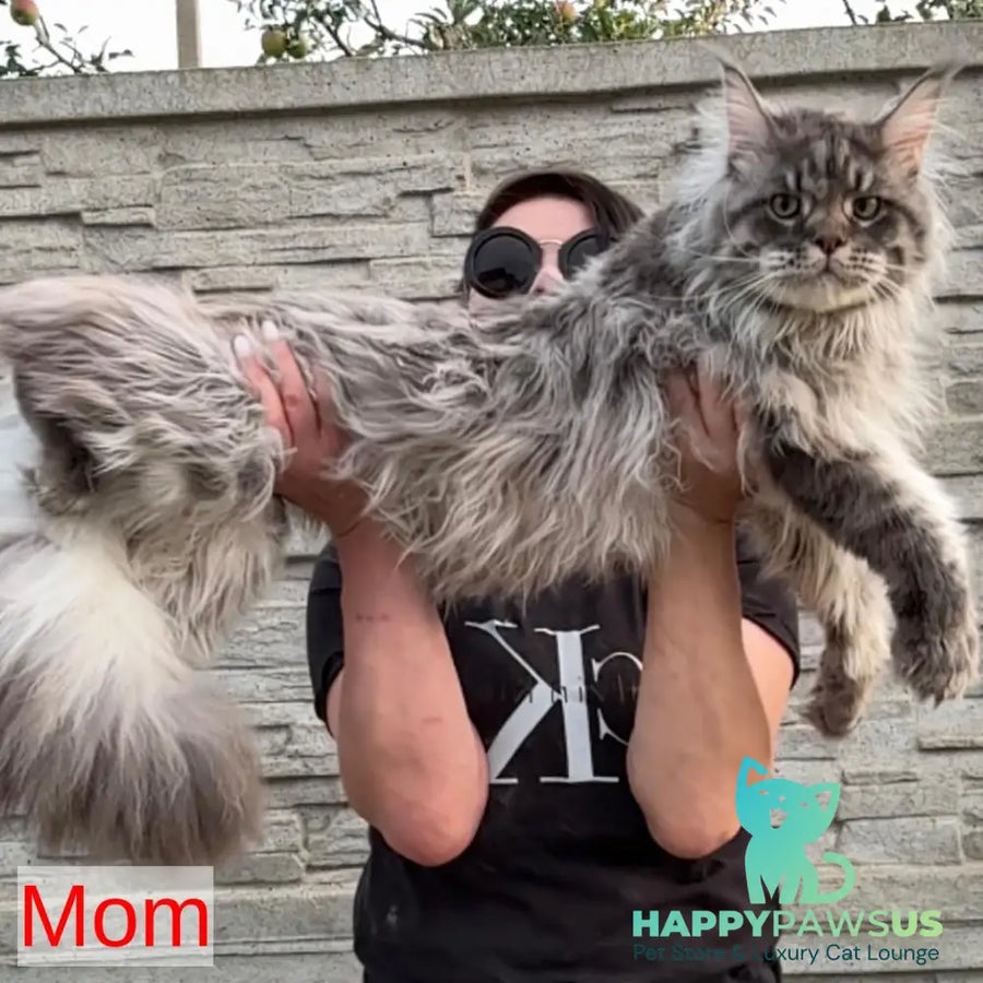 Lans Maine Coon male black silver tabby - live animals