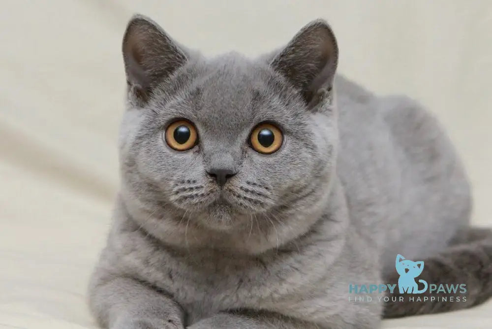 Lapushka British Shorthair female blue live animals
