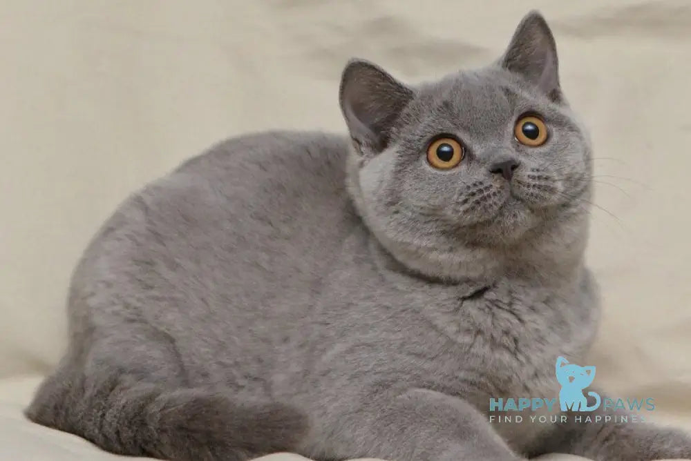 Lapushka British Shorthair female blue live animals