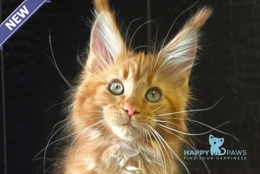 Lara Maine Coon female red live animals