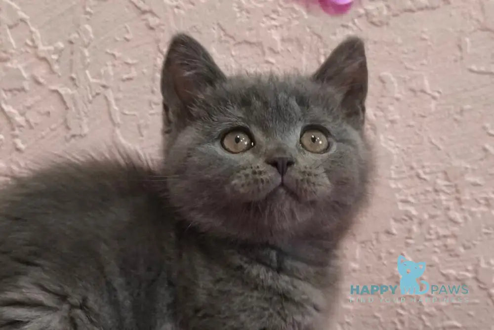 Larik British Shorthair male blue live animals