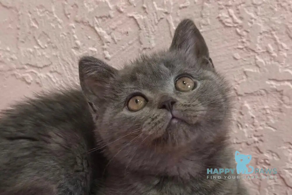 Larik British Shorthair male blue live animals