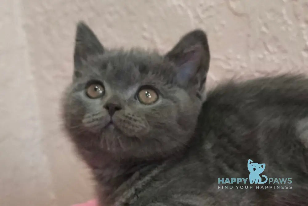 Larik British Shorthair male blue live animals