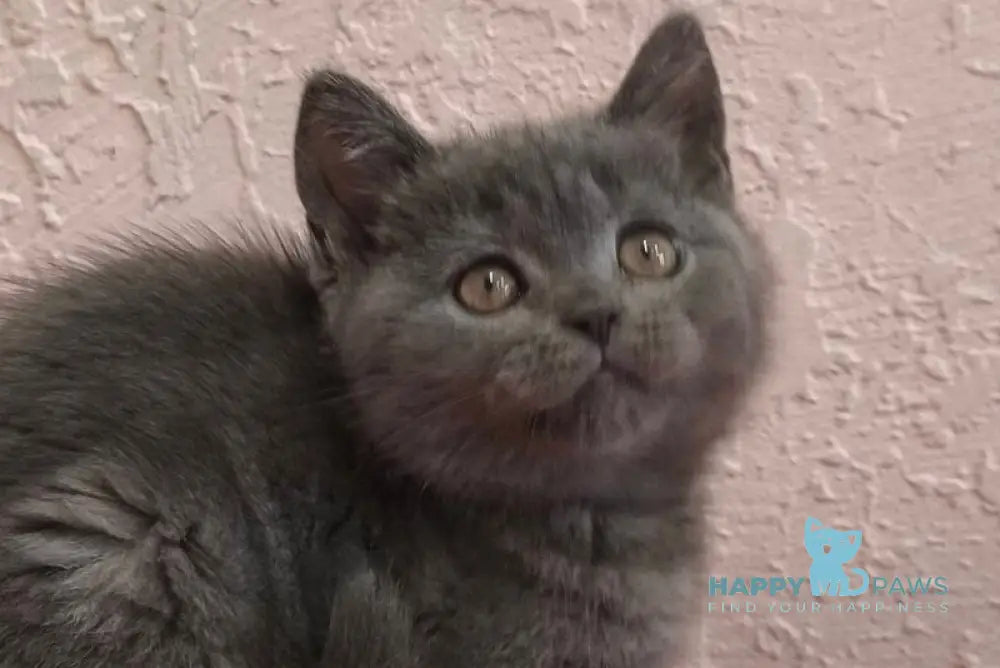 Larik British Shorthair male blue live animals