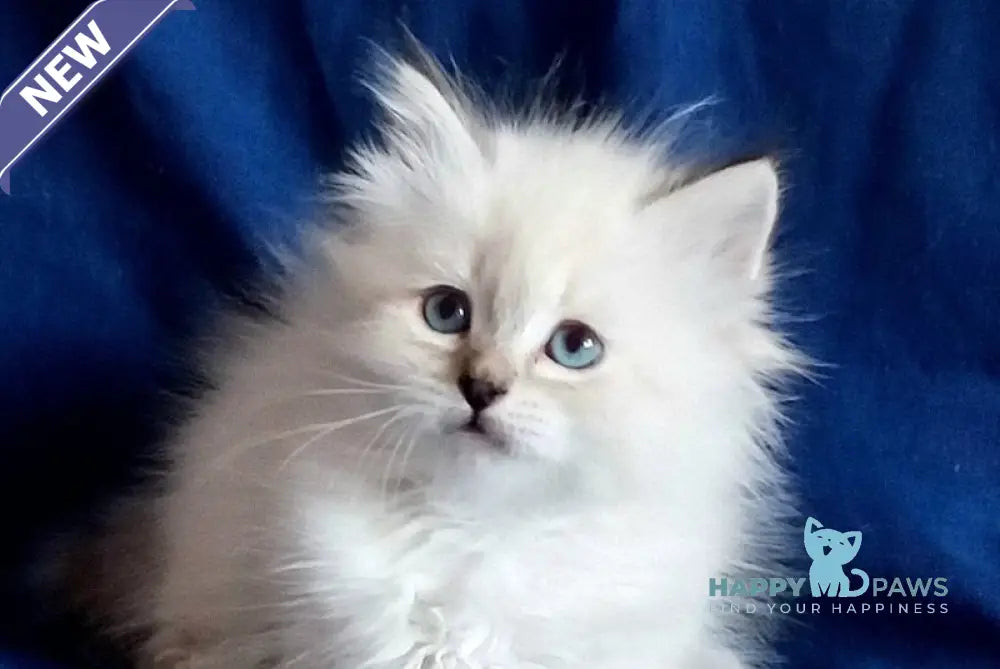 Larion Siberian male seal tabby pointed live animals