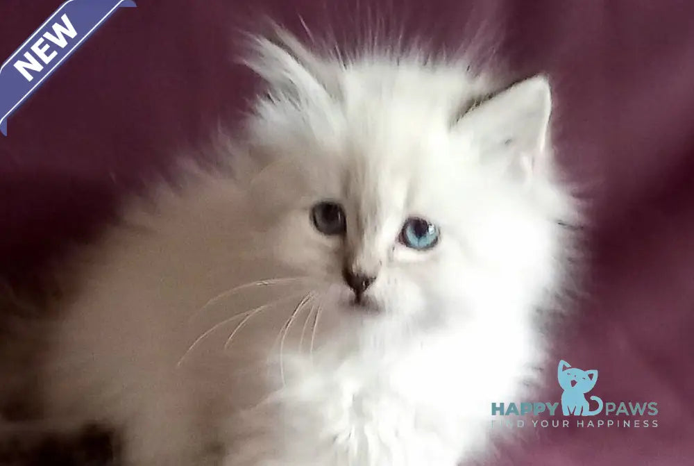 Larion Siberian male seal tabby pointed live animals