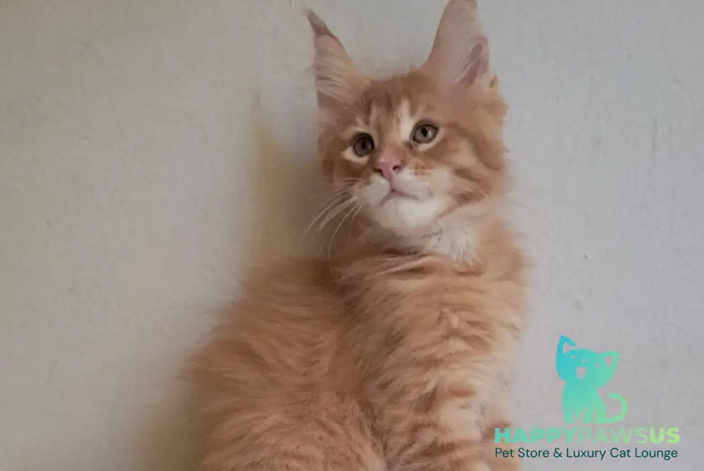 Larri Maine Coon male red silver spotted tabby - live animals
