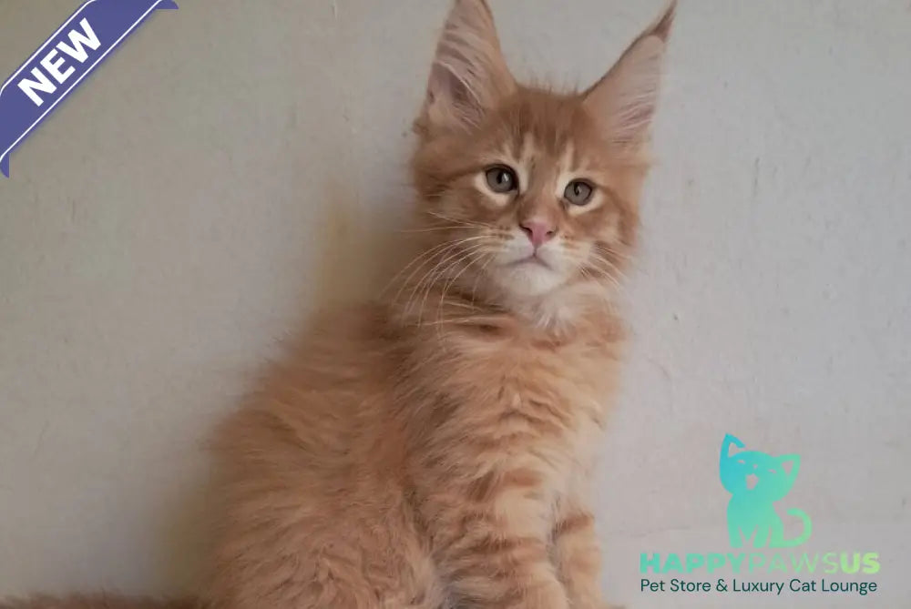 Larri Maine Coon male red silver spotted tabby - live animals