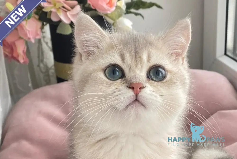 Larry British Shorthair male blue golden shaded live animals