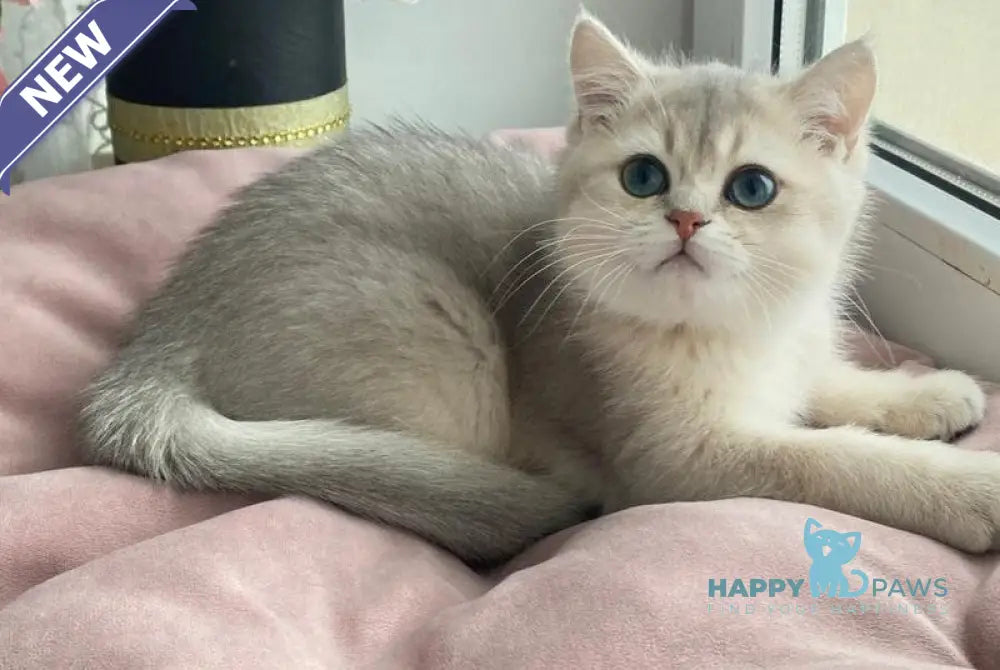 Larry British Shorthair male blue golden shaded live animals